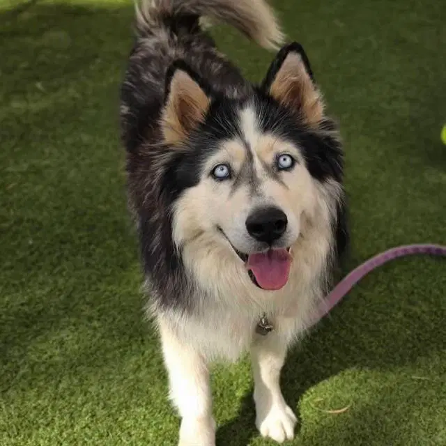 Daisy Mae - Siberian Husky
