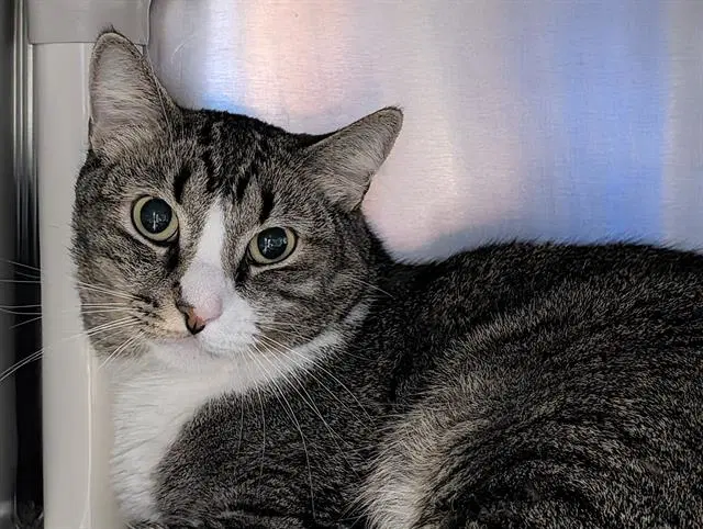 Juno - Domestic Short Hair