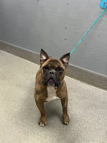 Ace - English Bulldog