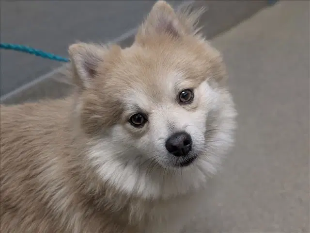 Benji - Pomeranian
