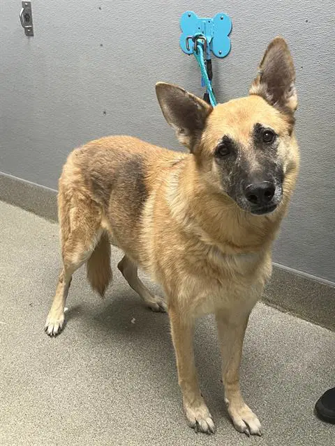 Lilly - German Shepherd Dog