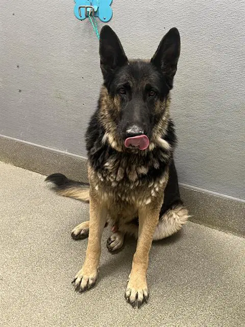 Tola - German Shepherd Dog