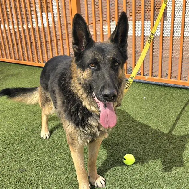 Tola - German Shepherd Dog