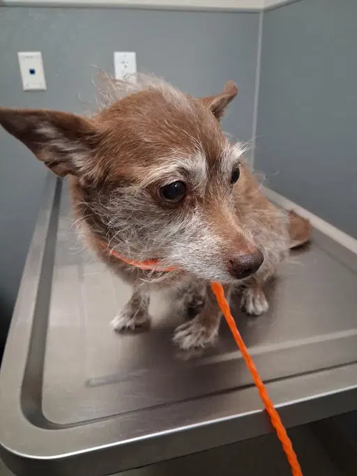 Snuggle Bunny - Chihuahua