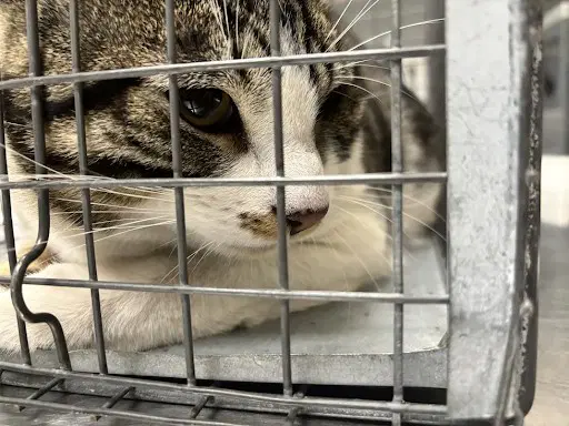 Void - American Shorthair