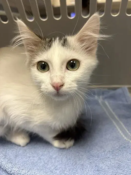 Katara - Domestic Short Hair