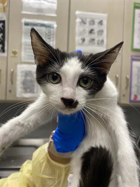 Angelica - Domestic Short Hair