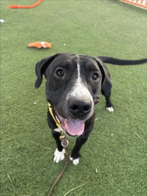 Billy - Labrador Retriever
