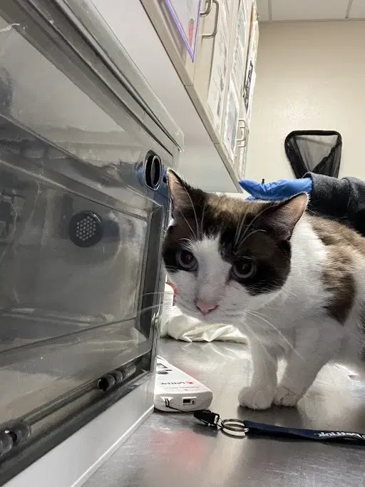 Buddy - Domestic Short Hair