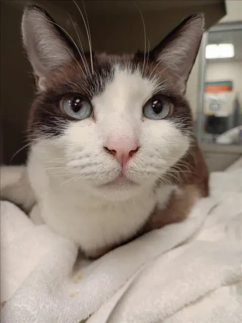 Buddy - Domestic Short Hair