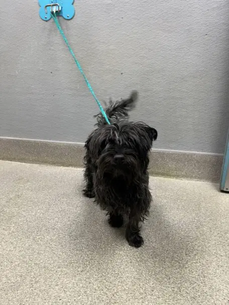 Fax Machine - Scottish Terrier Scottie