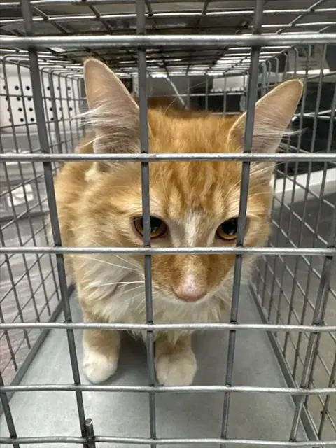 Milo - Domestic Medium Hair