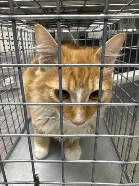 Milo