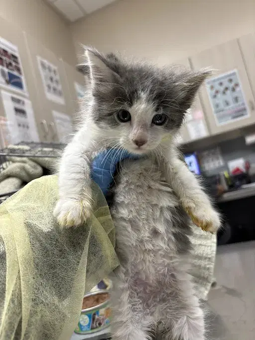 Squirt - Domestic Long Hair