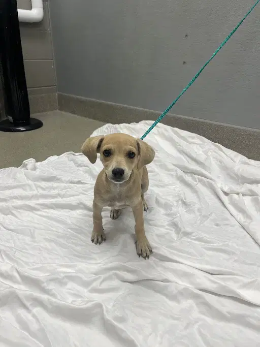 Fresa - Chihuahua