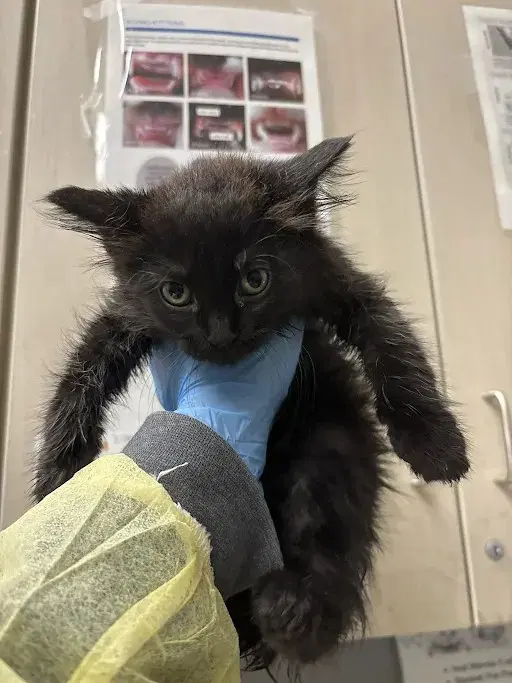 Lunar - Domestic Short Hair