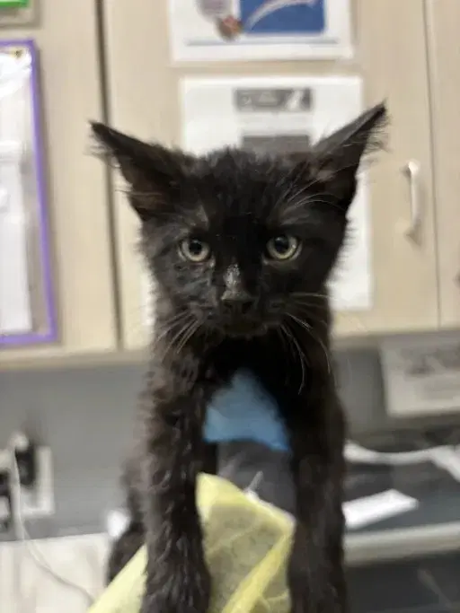 Stoofer - Domestic Short Hair