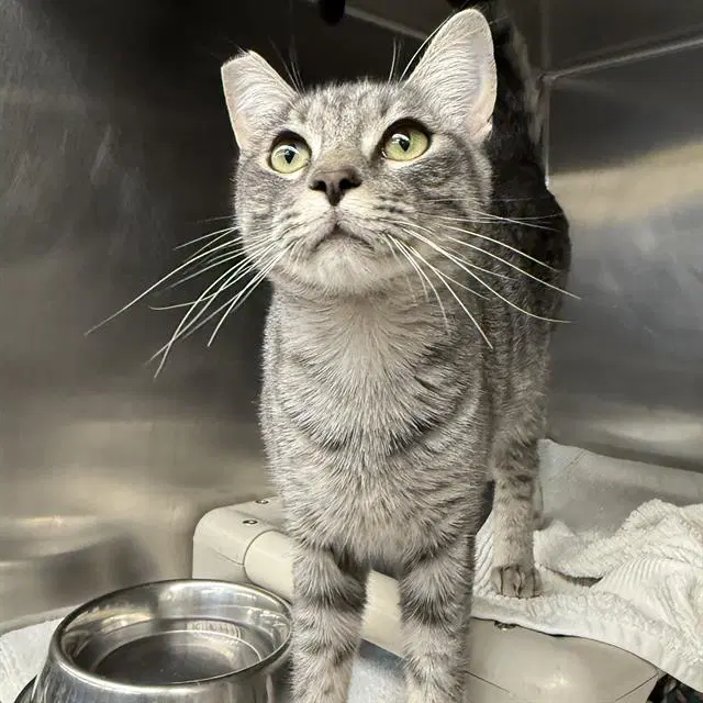 Ben - Domestic Short Hair