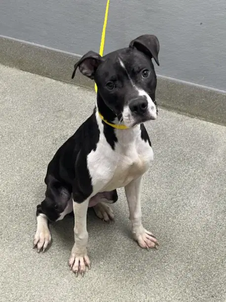 Deuce - Pit Bull Terrier