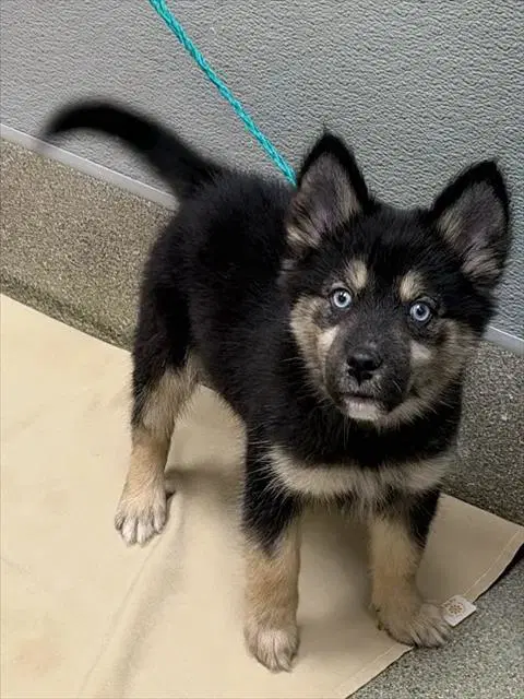 Frito - Siberian Husky