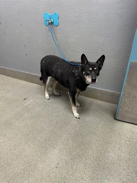 Jazmine - Australian Cattle Dog/Blue Heeler