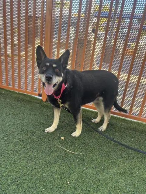 Jazmine - Australian Cattle Dog/Blue Heeler