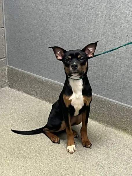 Batman - Pit Bull Terrier