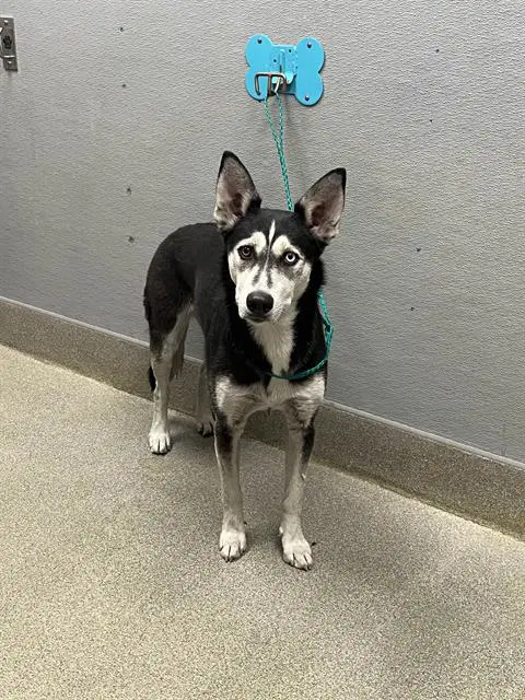 Luna - Siberian Husky