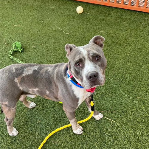 Hickory, Pit Bull Terrier / Mixed (medium coat)