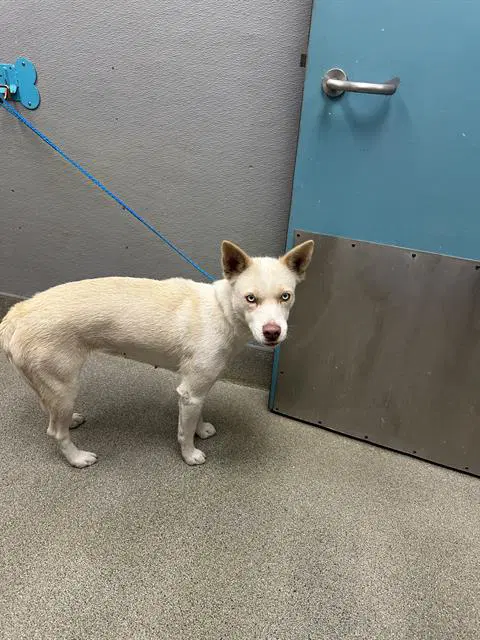 Rapunzel - German Shepherd Dog