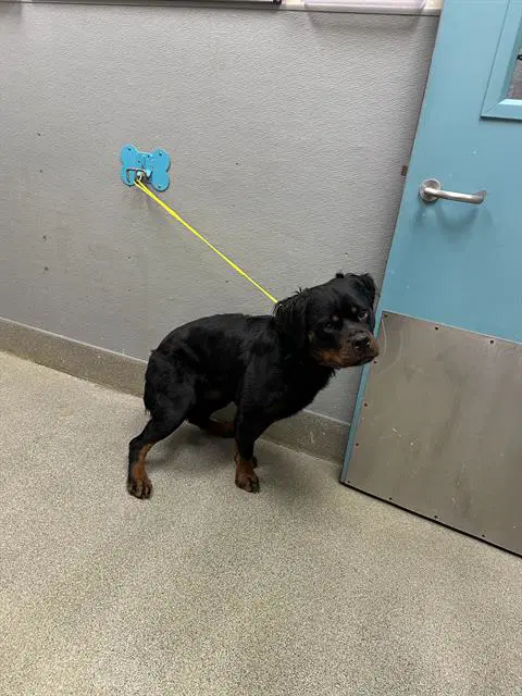 Gamara - Rottweiler