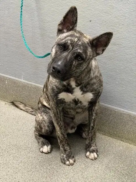 Tiger - Pit Bull Terrier
