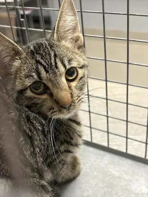 Bobby - Domestic Short Hair