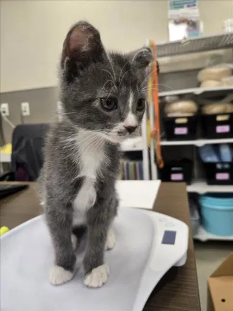 Broccoli - Domestic Short Hair