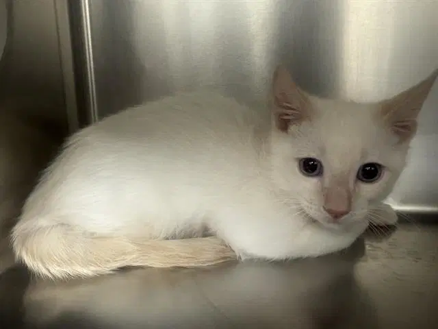 Monk - Domestic Short Hair
