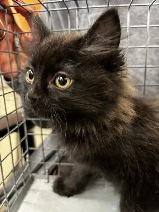 Cricket - Domestic Long Hair