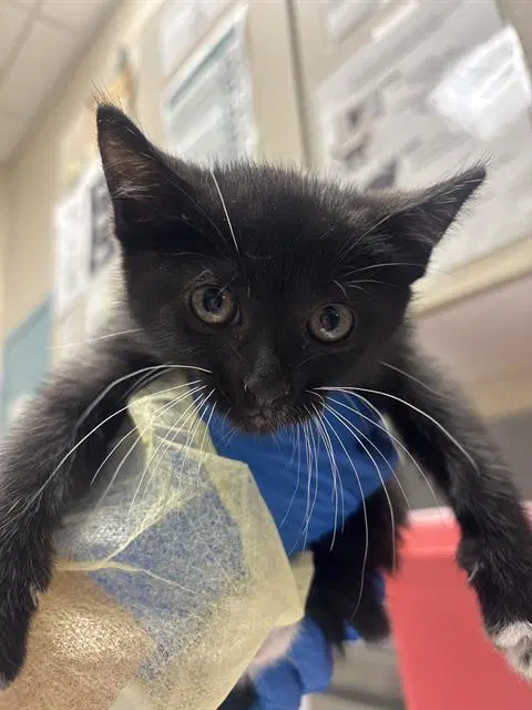Allie Earp - Domestic Short Hair