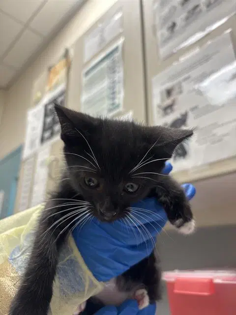 Wyatt Earp - Domestic Short Hair