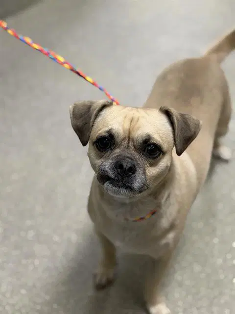 Genie - Pug