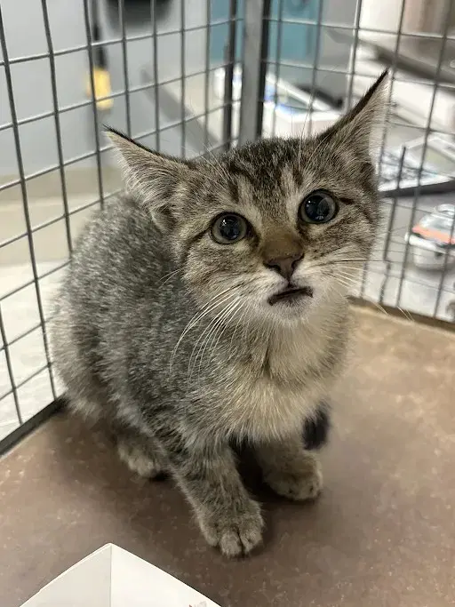 Ramona - Domestic Short Hair