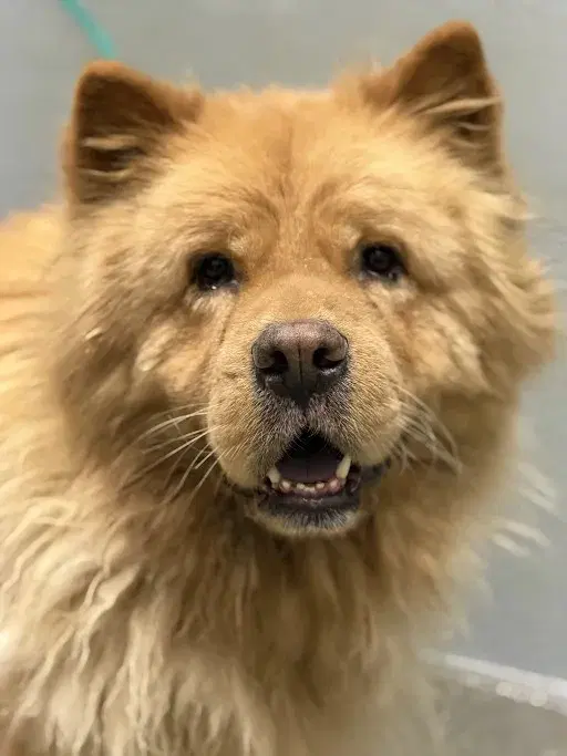 Bilbo Baggins - Chow Chow