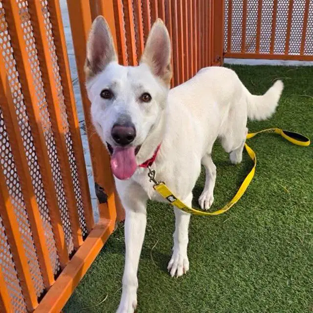 Tundra - German Shepherd Dog