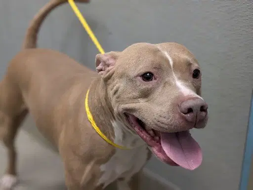 Misty - Pit Bull Terrier