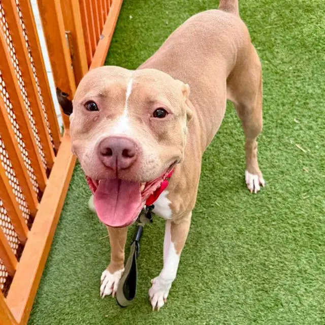 Misty - Pit Bull Terrier