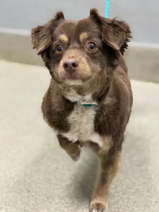 Khloe - Chihuahua