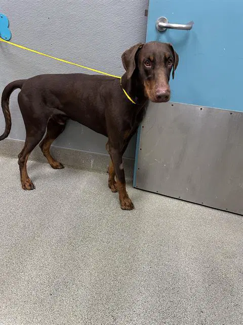 Murdox - Doberman Pinscher