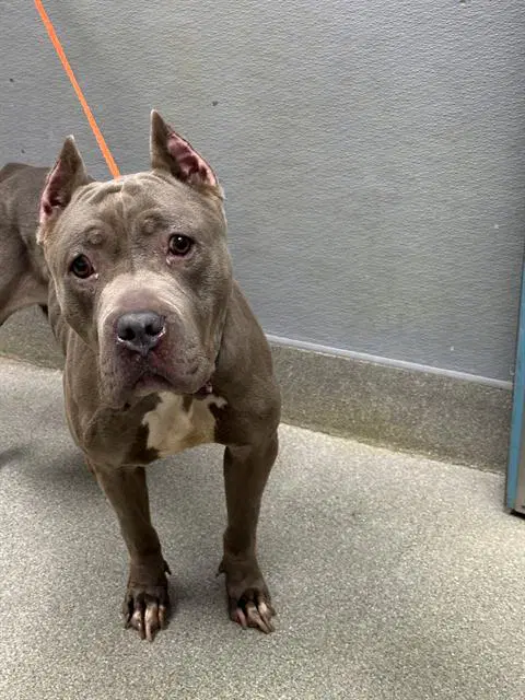 Lala - American Staffordshire Terrier