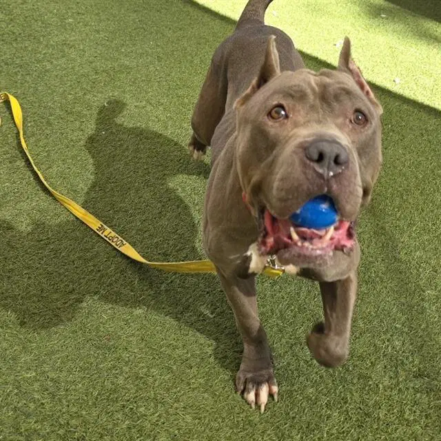 Lala - American Staffordshire Terrier
