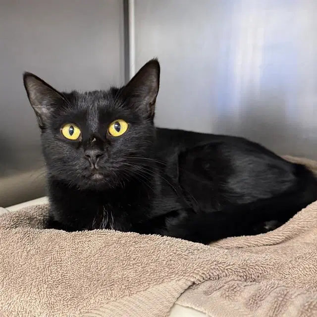 Sauron - Domestic Short Hair