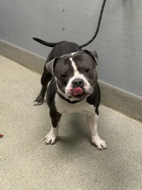 Noah - American Bulldog